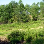 Logging road and timbered land Logging road and timbered land